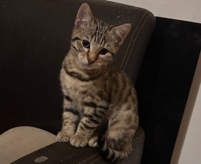 Bengal kittens for sale in Ipswich, Suffolk – 11 weeks old - Image 2 of 3