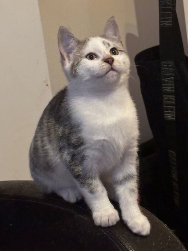 Bengal kittens for sale in Ipswich, Suffolk – 11 weeks old - Image 3 of 3