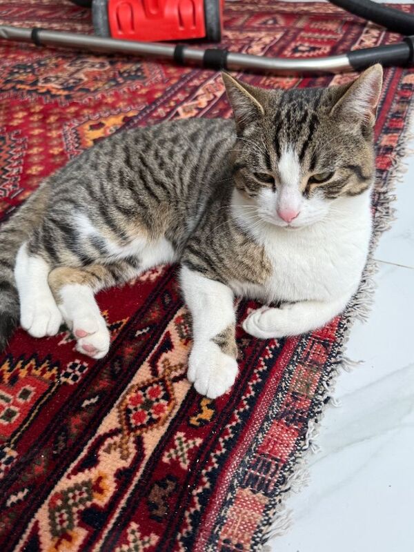 Bengal Kittens For Sale