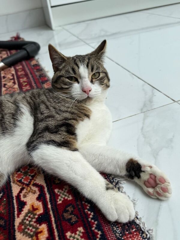 Bengal kittens for sale in Harrow, London – 4 months old - Image 2 of 4