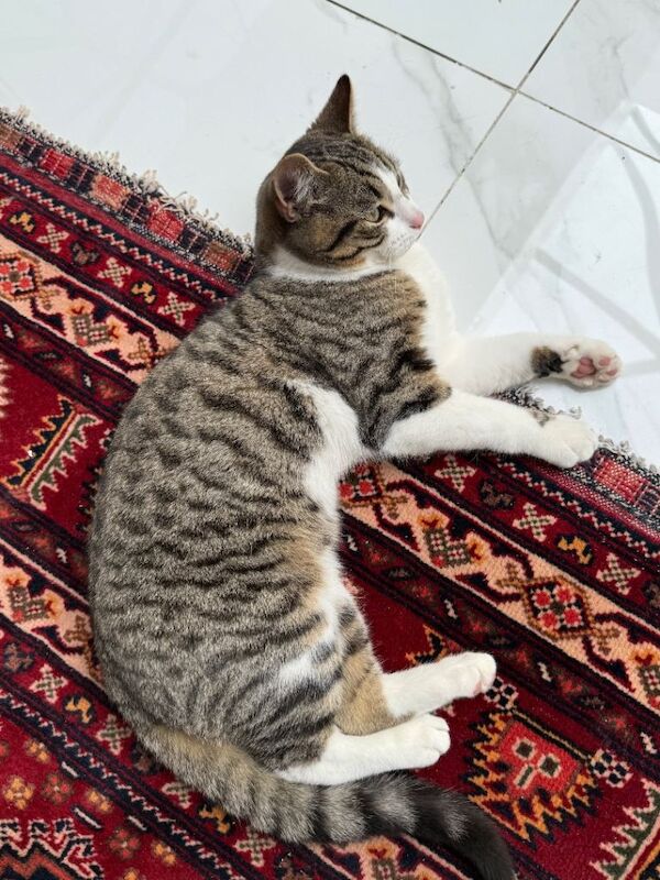 Bengal kittens for sale in Harrow, London – 4 months old - Image 3 of 4