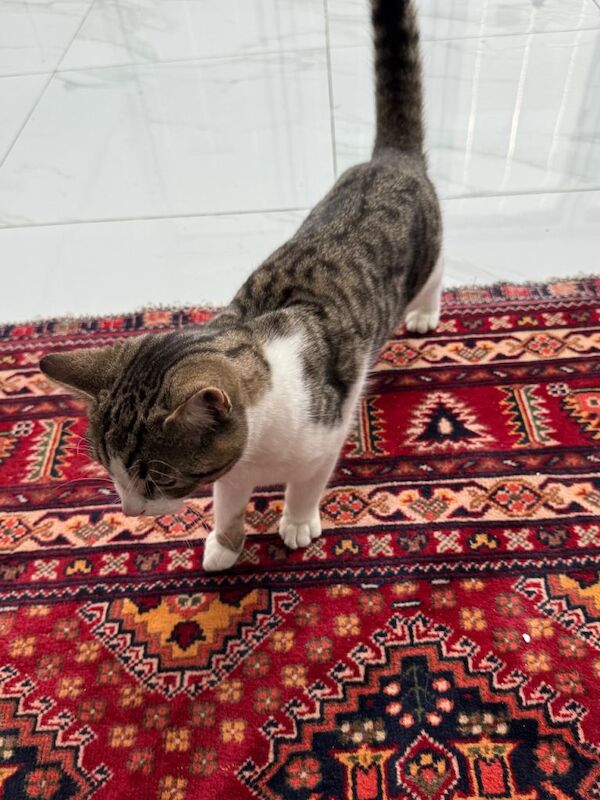 Bengal kittens for sale in Harrow, London – 4 months old - Image 4 of 4