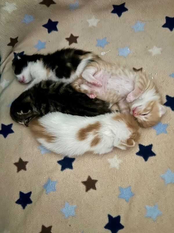 Bengal Kittens For Sale Under £300