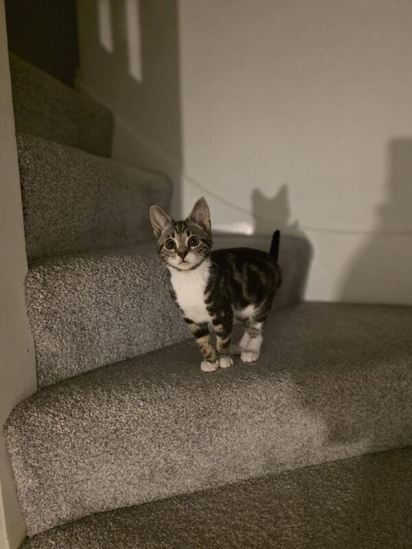 Free Tabby Kitten 14 weeks