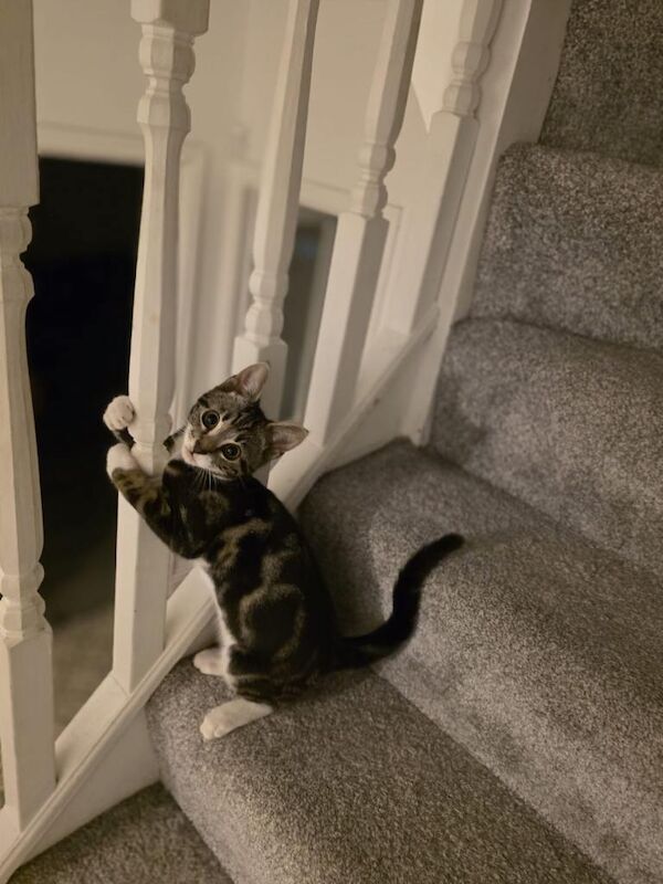 Free Tabby Kitten 14 weeks - Image 2 of 4