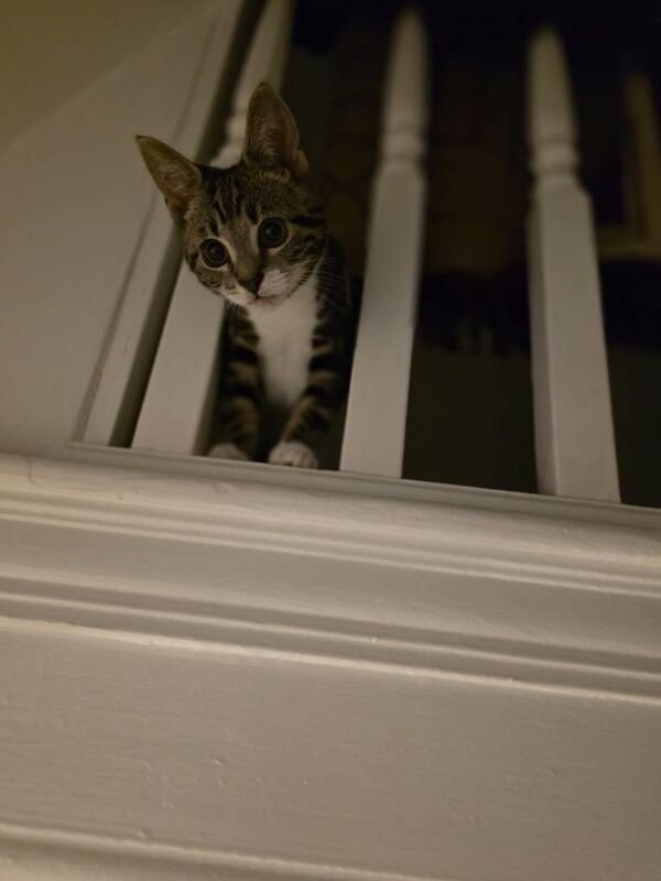 Free Tabby Kitten 14 weeks - Image 3 of 4