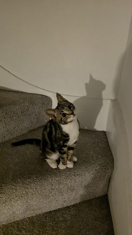 Free Tabby Kitten 14 weeks - Image 4 of 4