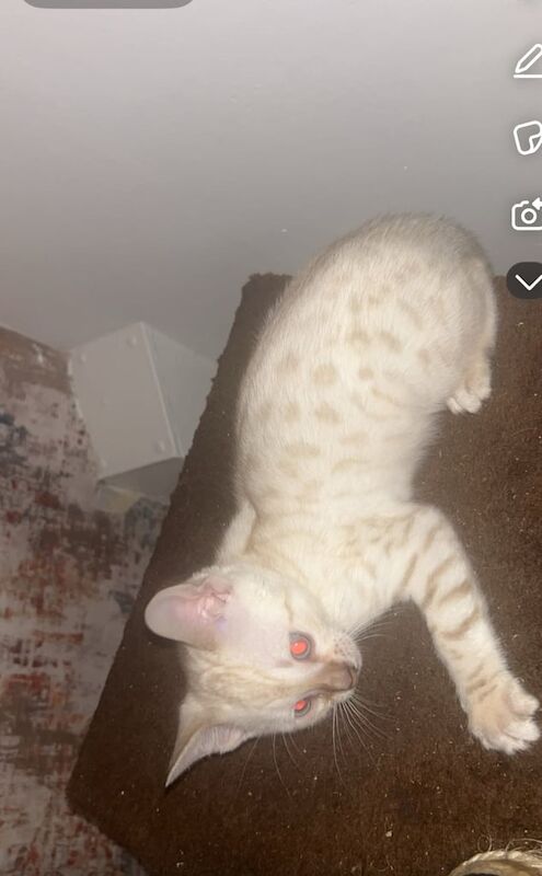 Bengal kittens for sale in Didsbury, Greater Manchester – 9 weeks old