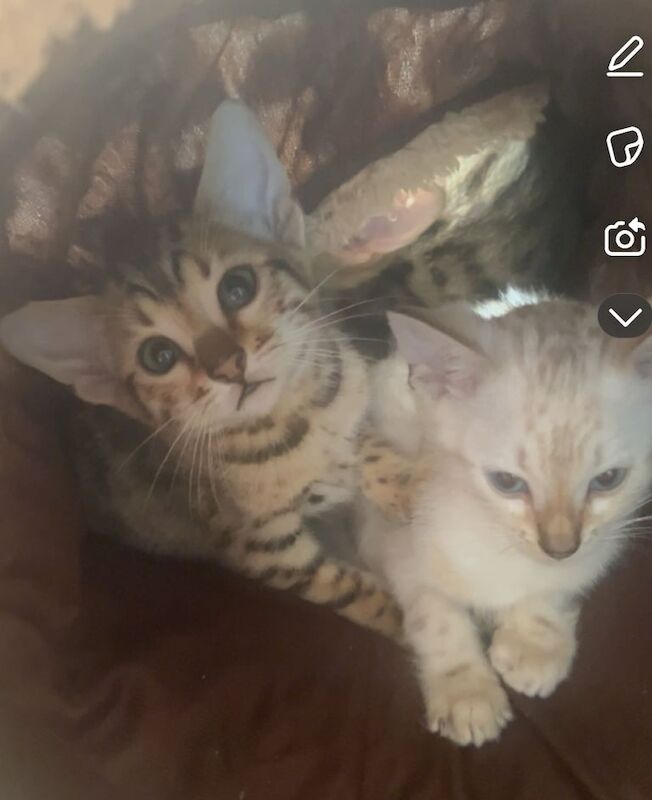 Bengal kittens for sale in Didsbury, Greater Manchester – 9 weeks old - Image 2 of 3
