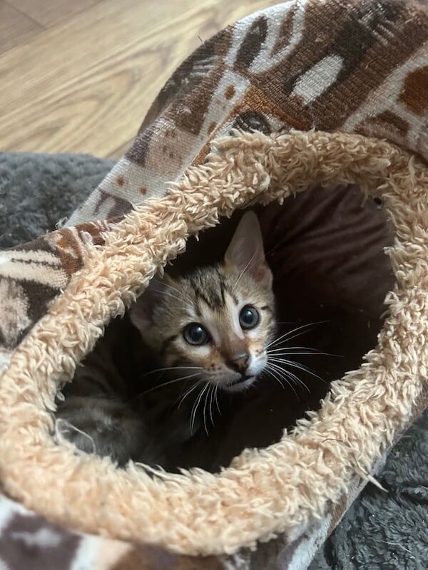 Bengal kittens for sale in Didsbury, Greater Manchester – 9 weeks old - Image 3 of 3
