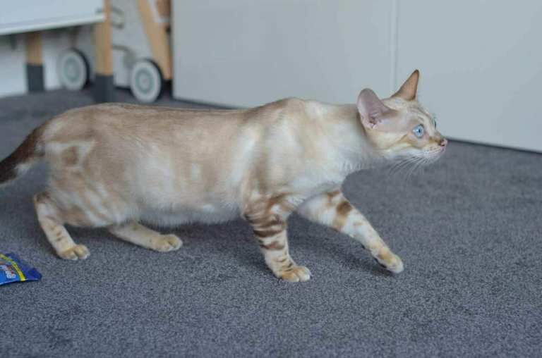 Bengal Kittens For Sale