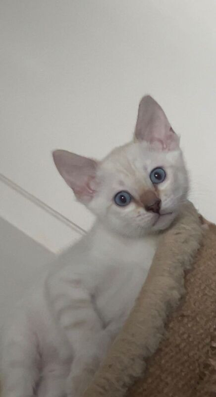 Full Bengal Kittens – Beautiful Snow Lynx Bengals Ready Now for Loving Forever Homes