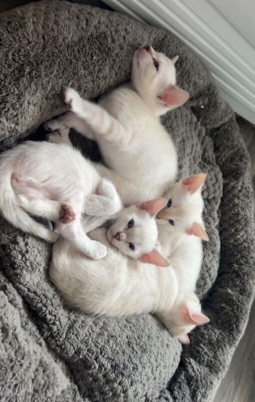 Full Bengal Kittens – Beautiful Snow Lynx Bengals Ready Now for Loving Forever Homes - Image 2 of 5