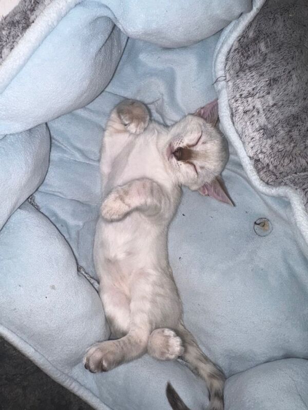 Full Bengal Kittens – Beautiful Snow Lynx Bengals Ready Now for Loving Forever Homes - Image 3 of 5