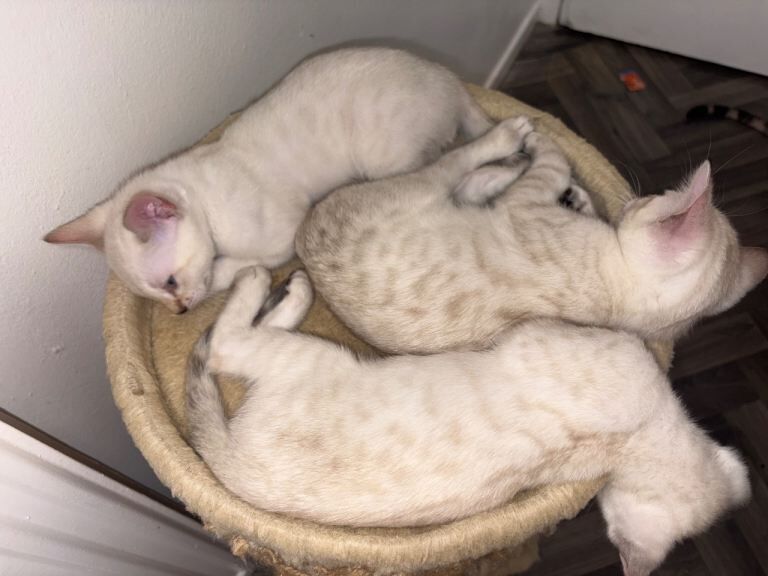 Full Bengal Kittens – Beautiful Snow Lynx Bengals Ready Now for Loving Forever Homes - Image 4 of 5