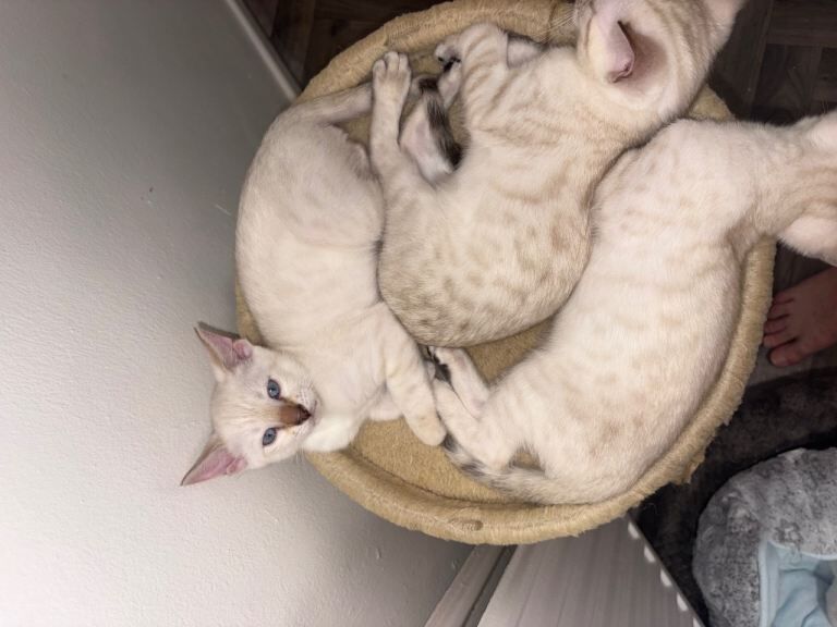 Full Bengal Kittens – Beautiful Snow Lynx Bengals Ready Now for Loving Forever Homes - Image 5 of 5