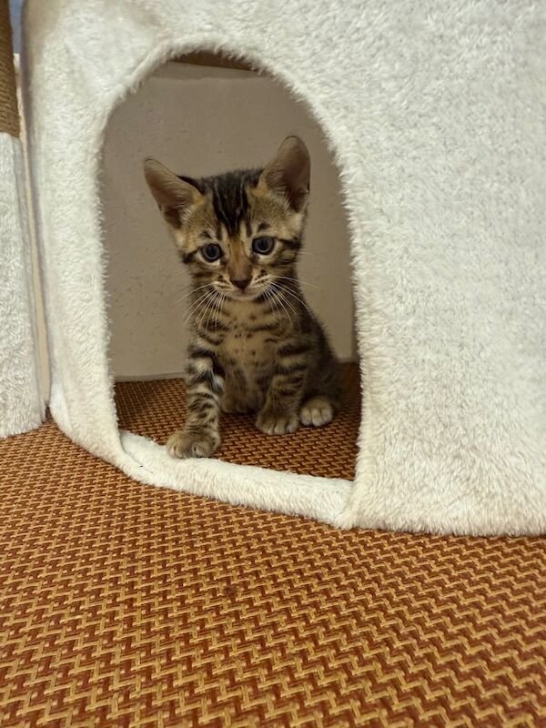 Bengal kittens for sale in Hastings, East Sussex – 6 weeks old