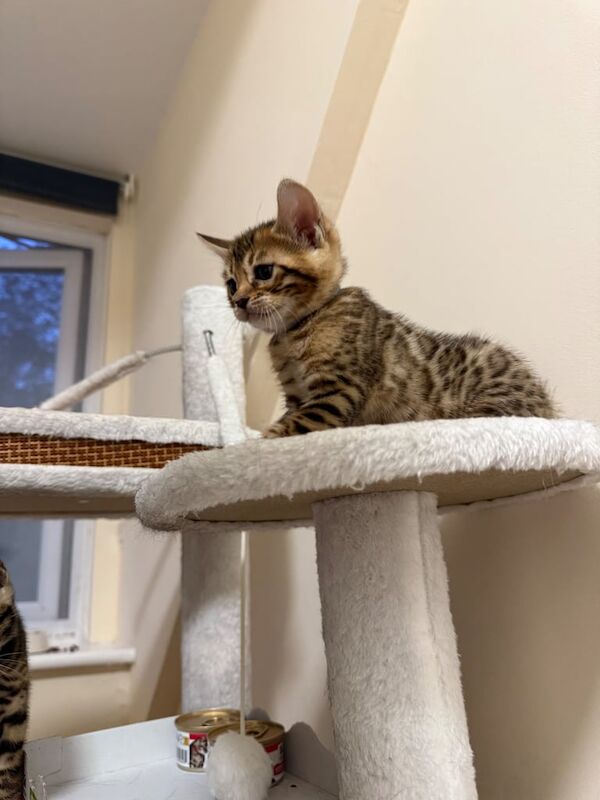 Bengal kittens for sale in Hastings, East Sussex – 6 weeks old - Image 2 of 3