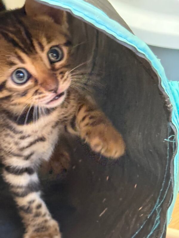 Bengal kittens for sale in Hastings, East Sussex – 6 weeks old - Image 3 of 3