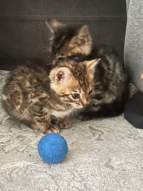 Bengal kittens for sale in Victoria, Greater London – 4 months old