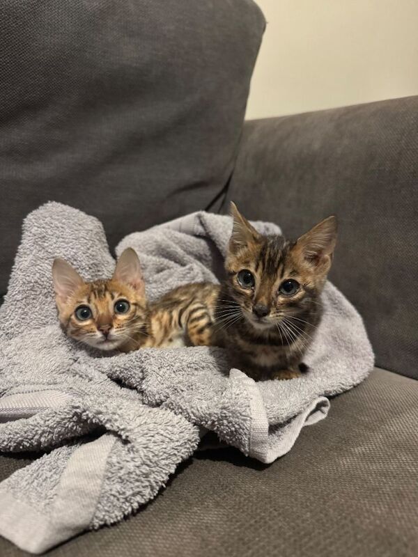Bengal kittens for sale in Victoria, Greater London – 4 months old - Image 2 of 5