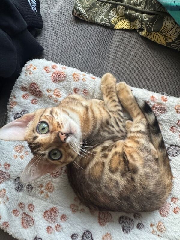 Bengal kittens for sale in Victoria, Greater London – 4 months old - Image 3 of 5