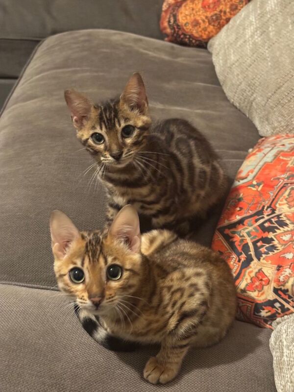 Bengal kittens for sale in Victoria, Greater London – 4 months old - Image 4 of 5