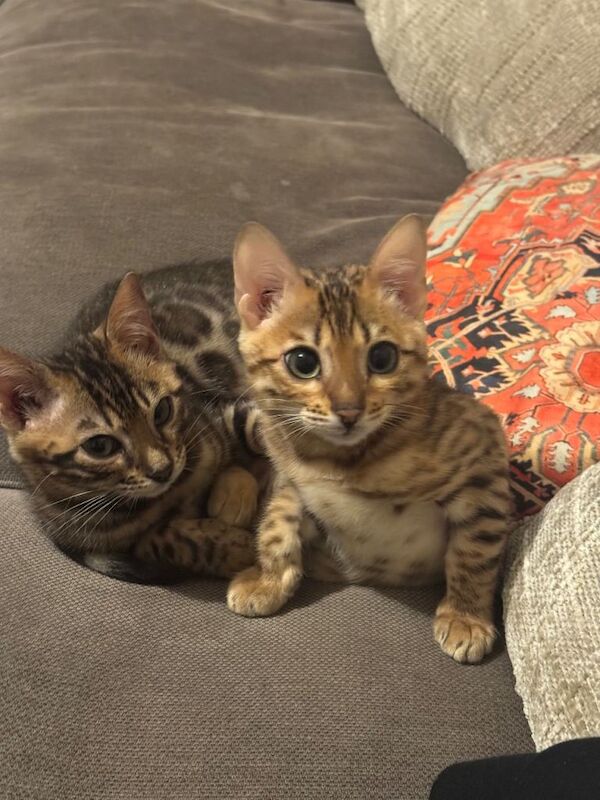 Bengal kittens for sale in Victoria, Greater London – 4 months old - Image 5 of 5