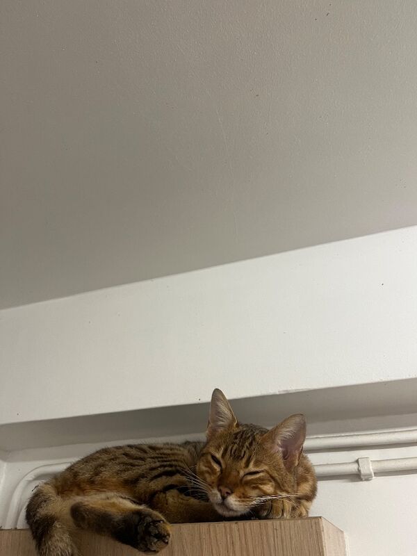 Bengal kittens for sale in London – 1 year old - Image 2 of 3