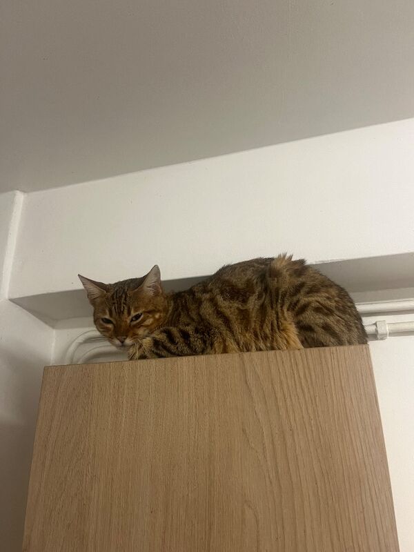 Bengal kittens for sale in London – 1 year old - Image 3 of 3