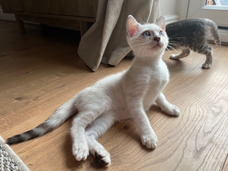 Bengal kittens for sale in Hockley, Essex – 10 weeks old