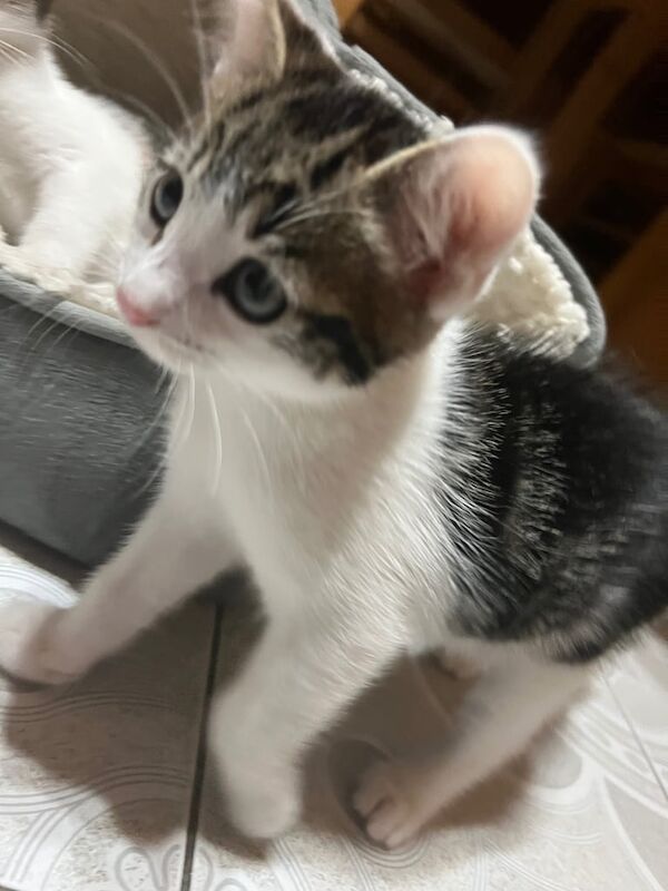 Bengal kittens for sale in West Bridgford, Nottinghamshire – 8 weeks old