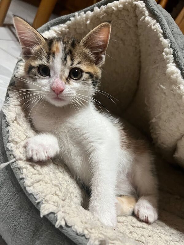 Bengal kittens for sale in West Bridgford, Nottinghamshire – 8 weeks old - Image 2 of 3