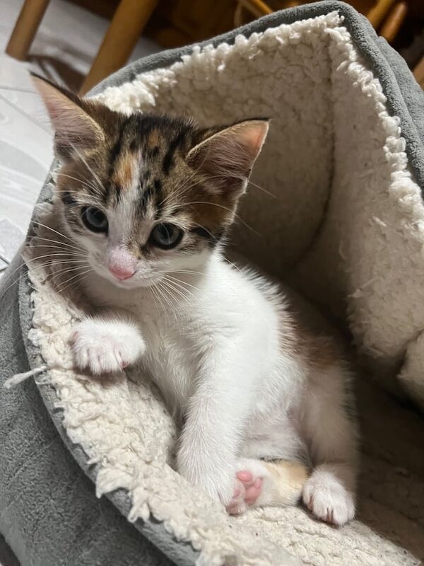 Bengal kittens for sale in West Bridgford, Nottinghamshire – 8 weeks old - Image 3 of 3