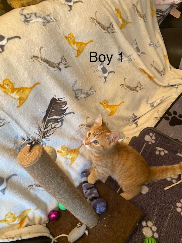 Bengal Kittens For Sale Under £300