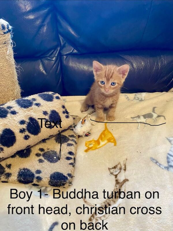 Ginger Bengal X kittens for sale