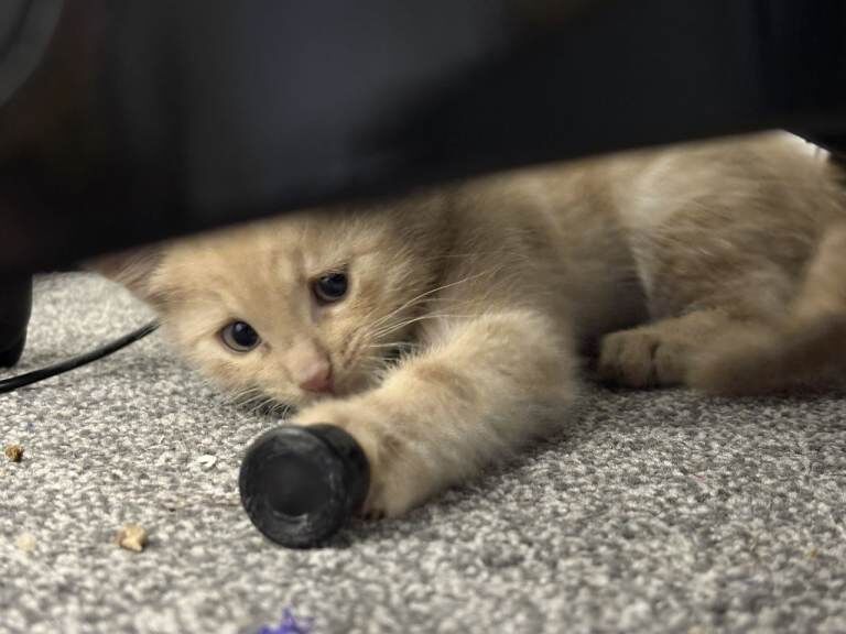 Bengal kittens for sale in Pewsey, Wiltshire – 10 weeks old