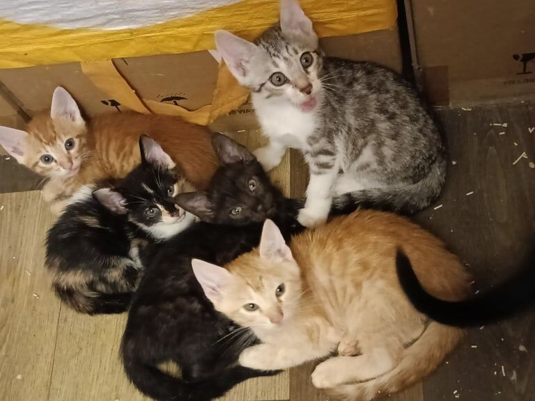 Bengal kittens for sale in Bootle, Merseyside – 3 months old