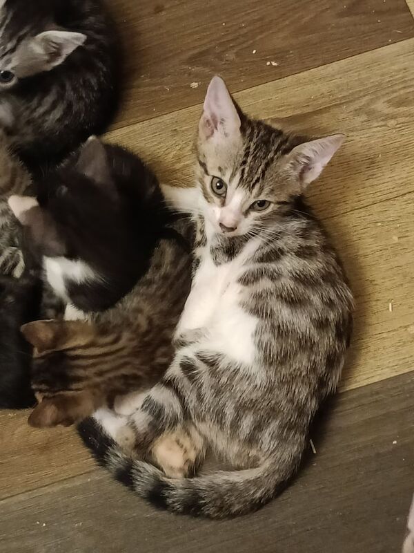 Bengal kittens for sale in Bootle, Merseyside – 3 months old - Image 2 of 3