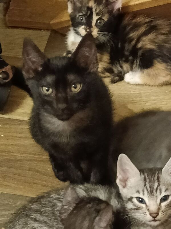 Bengal kittens for sale in Bootle, Merseyside – 3 months old - Image 3 of 3