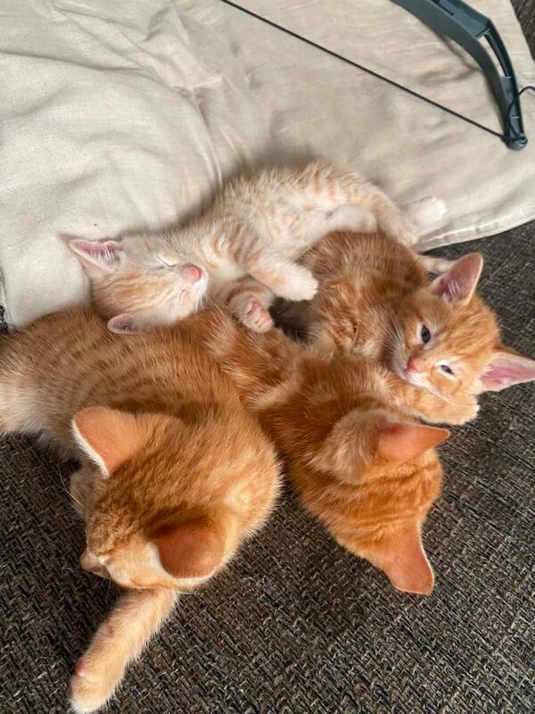 Ginger tabby X Bengal kittens