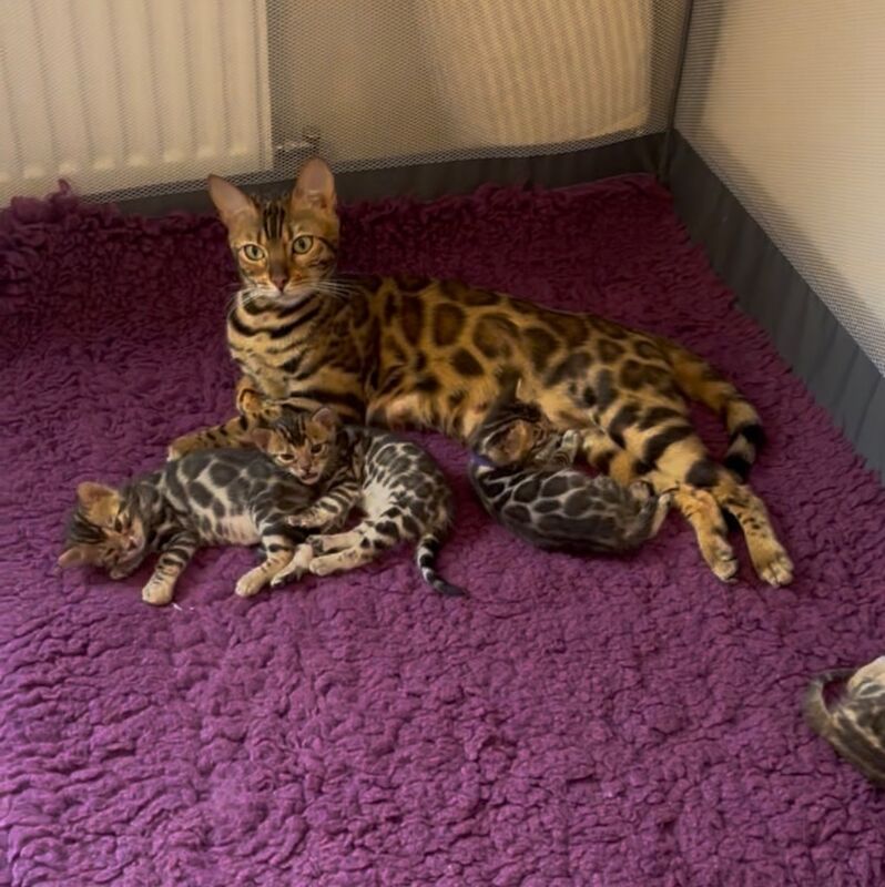 TICA Registered Bengal Kittens For Sale