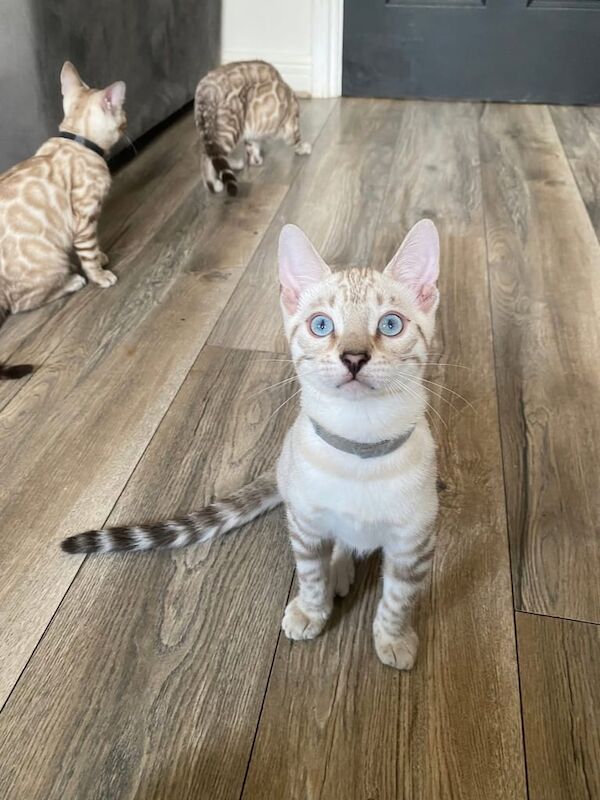 ⭐️glitz bengal kittens for sale ready Saturday 07th of June ⭐️ for sale in Coventry, West Midlands