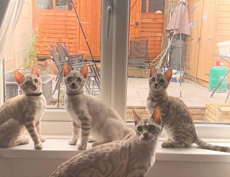 ⭐️glitz bengal kittens for sale ready Saturday 07th of June ⭐️ for sale in Coventry, West Midlands | Image 2