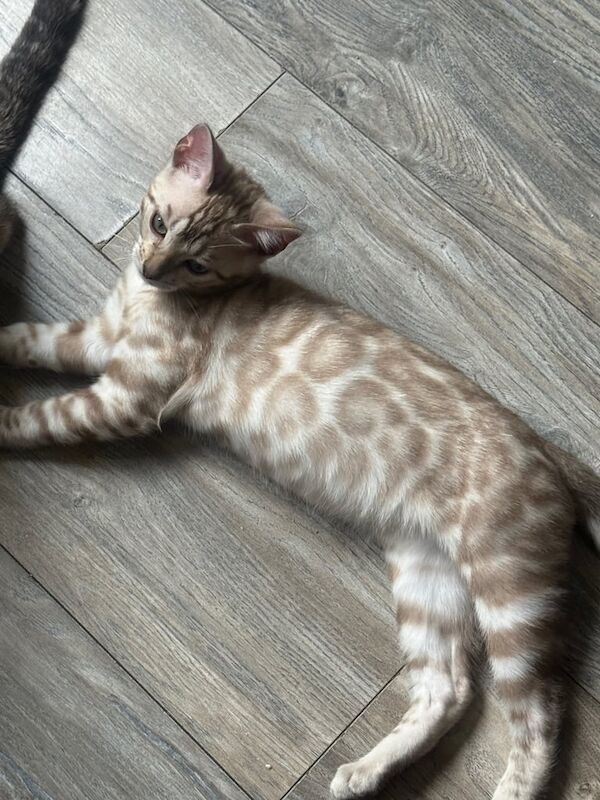 ⭐️glitz bengal kittens for sale ready Saturday 07th of June ⭐️ for sale in Coventry, West Midlands | Image 3