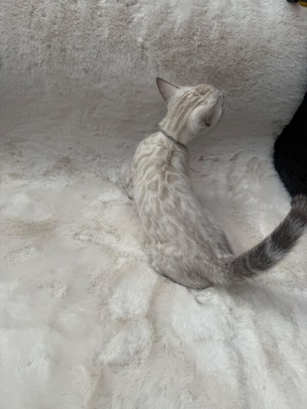 ⭐️glitzbengals⭐️ kittens for sale (ready June 07) for sale in Coventry, West Midlands - Image 2