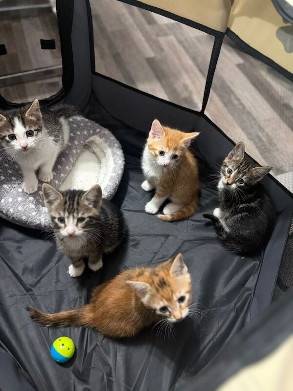 Gorgeous 5 kittens looking for a forever