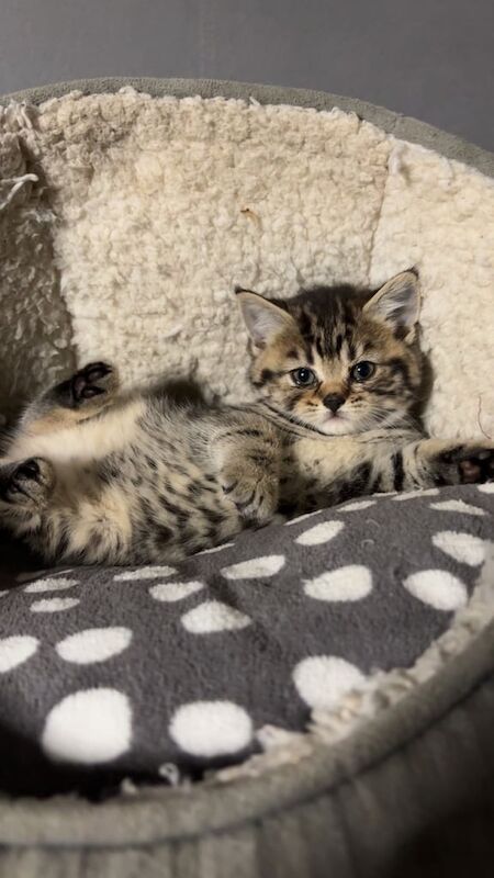 Bengal kittens for sale in Dagenham, Greater London – 8 weeks old