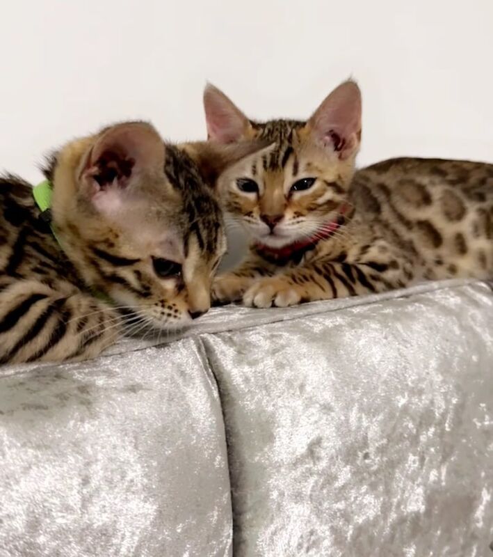 Bengal kittens for sale in Bradford, West Yorkshire β 11 weeks old