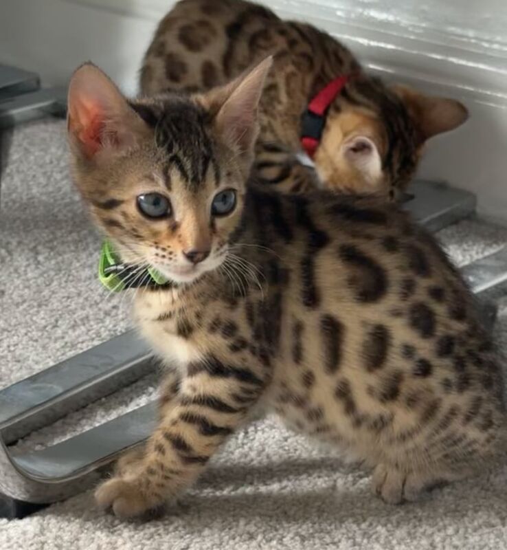 Bengal kittens for sale in Bradford, West Yorkshire – 11 weeks old - Image 2 of 3